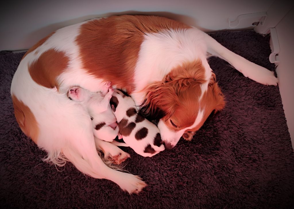 Chiot Petit chien hollandais de chasse au gibier d'eau Zack And Zim By